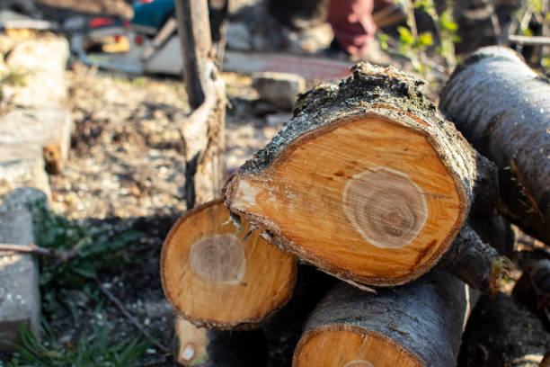  Mountain Home Af, ID Tree Removal Services Pros