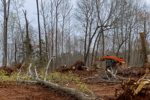 How Our Tree Care Process Works  in  Mountain Home Af, ID