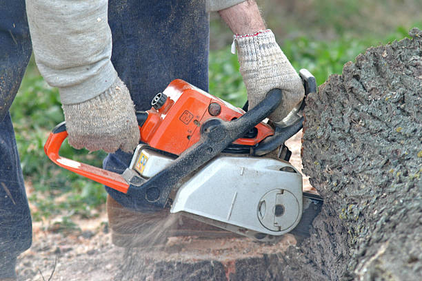 Reliable Mountain Home Af, ID Tree Removal Services Solutions