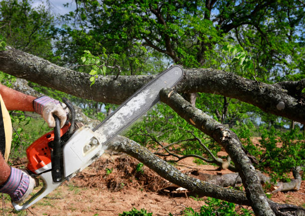 Best Fruit Tree Pruning  in Mountain Home Af, ID